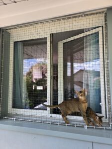 Katzenschutznetz bei einem Fenster, als Absturzsicherung für die Katzen. Schützt die Haustiere vor dem Herunterfallen und entlaufen. Neugierige Katzen geniessen die Sonne und die Aussicht ins Freie.