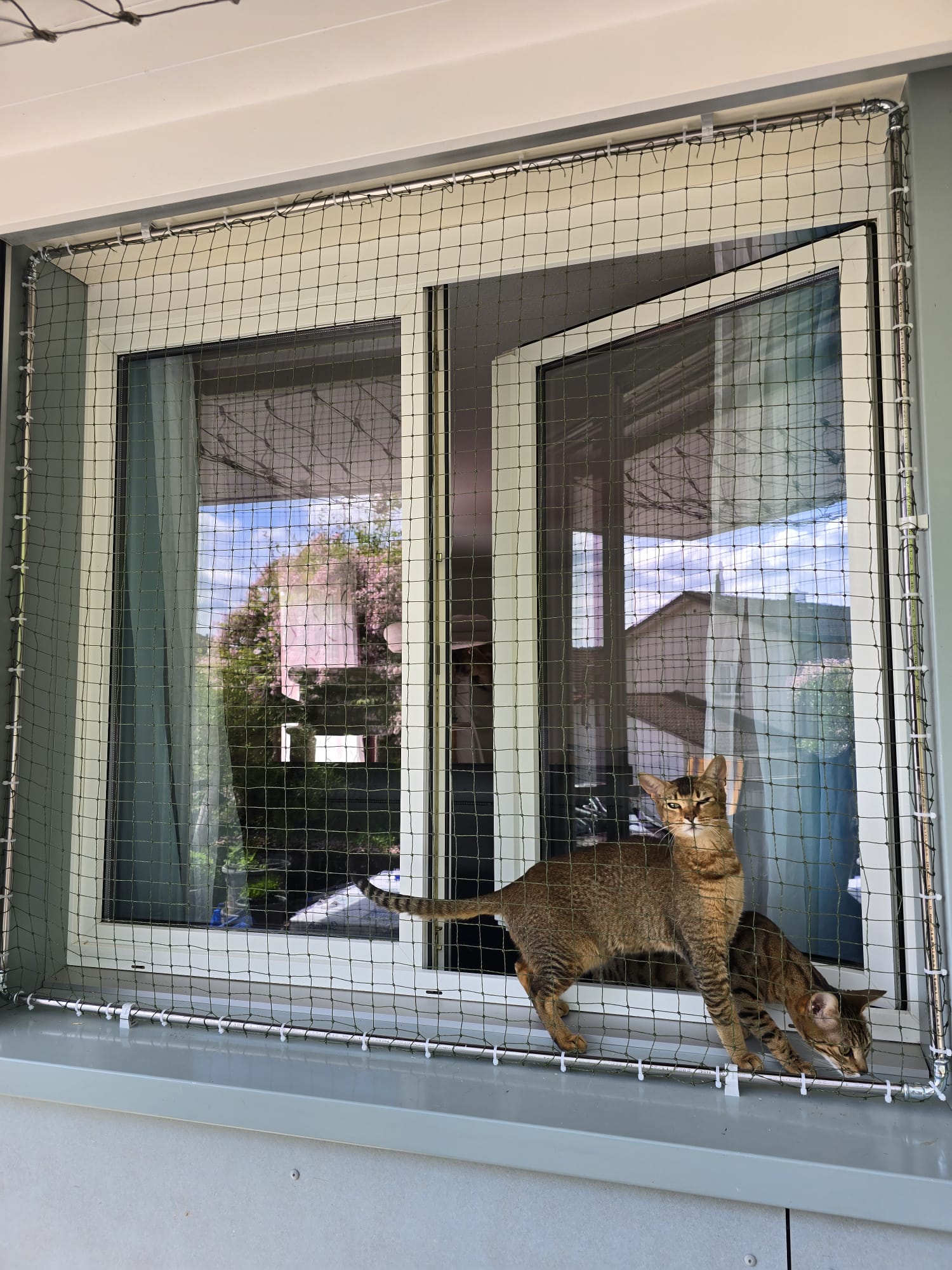 Katzenschutznetz bei einem Fenster, als Absturzsicherung für die Katzen. Schützt die Haustiere vor dem Herunterfallen und entlaufen. Neugierige Katzen geniessen die Sonne und die Aussicht ins Freie.