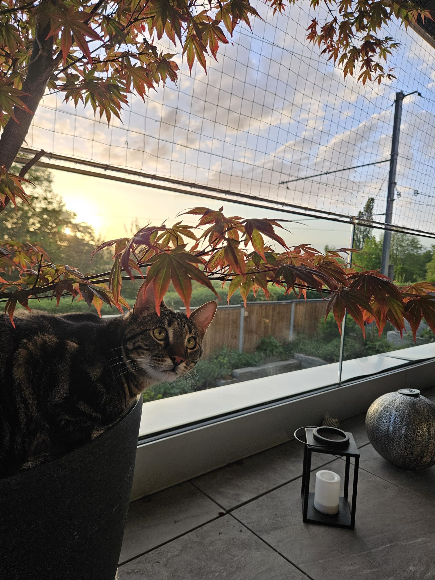 Katzenschutznetz auf einem Balkon, als Absturzsicherung für die Katzen in Bern. Schützt die Haustiere vor dem Herunterfallen und entlaufen. Katze im Blumentopf geniesst den Sonnenuntergang. Stabilste Qualität.