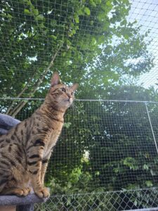 : Sicherheitsnetz auf einer Terrasse als Freilauf für die Katzen / Tiere. Schutz vor dem davonlaufen der Tiere. Katze auf Katzenbaum. Stabilste Qualität.