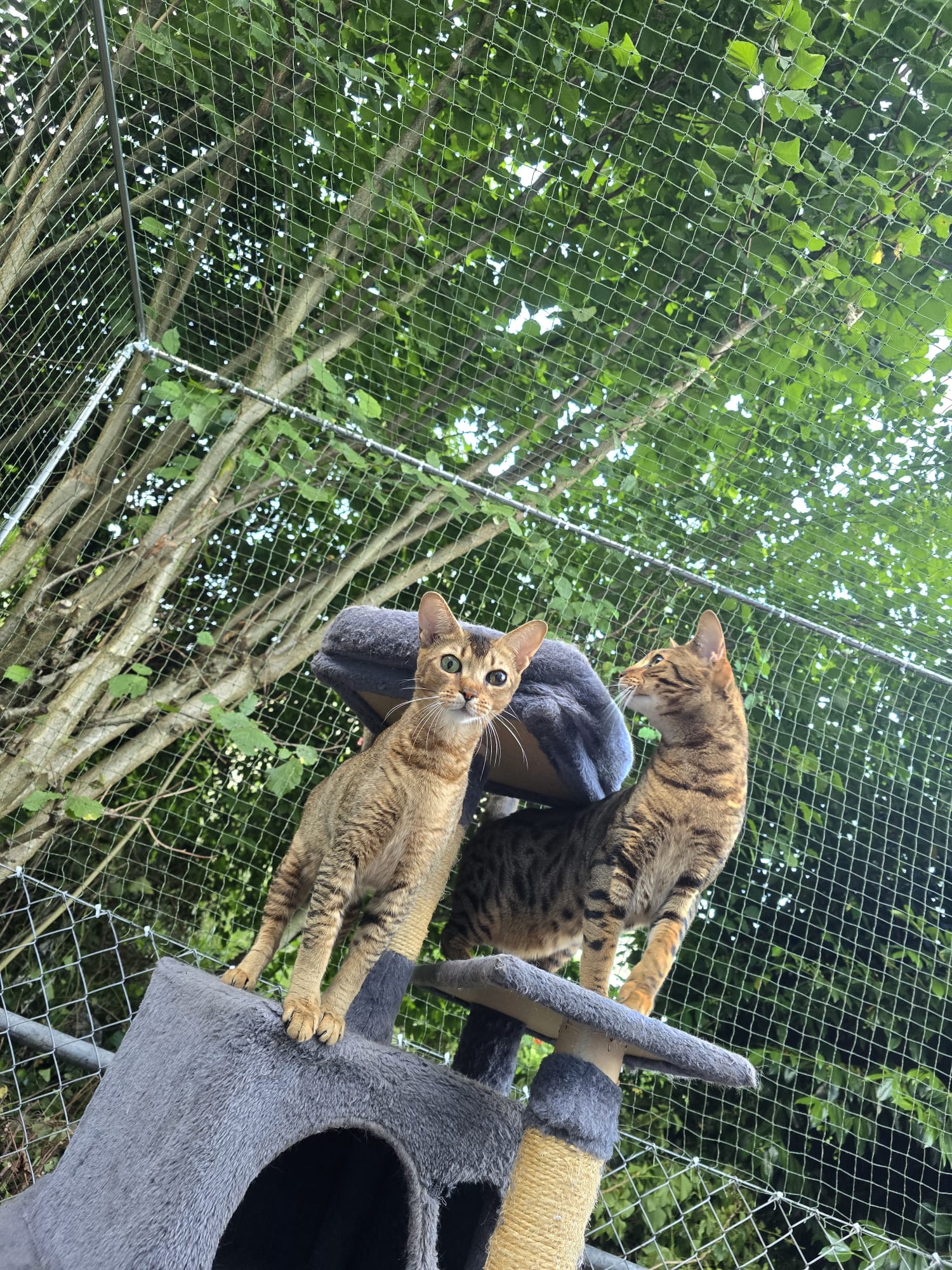 Terrassennetz als Freilauf für die Katzen / Tiere in Solothurn. Schutz vor dem davonlaufen der Tiere. Katze auf Katzenbaum.